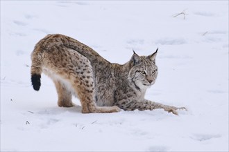 Eurasian lynx (Lynx lynx) in the snow in winter, Bavaria, Germany, Europe