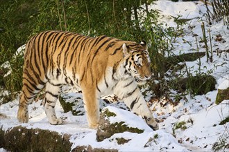 Siberian tiger (Panthera tigris altaica) walking in the snow in winter, captive, Germany, Europe