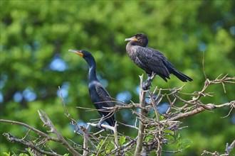 Double-crested cormorant (Phalacrocorax auritus), two birds on tree, Wakodahatchee Wetlands, Delray