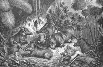 A herd of warthogs, Phacochoerus africanus, Africa, Historical, digitally restored reproduction