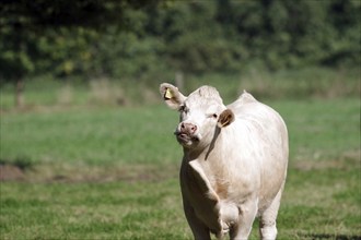 Domestic cattle (Bos taurus), Charolais, meadow, portrait, funny, Germany, A single cow stands in