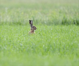 European hare (Lepus europaeus) sitting in a grain field, wildlife, Thuringia, Germany, Europe