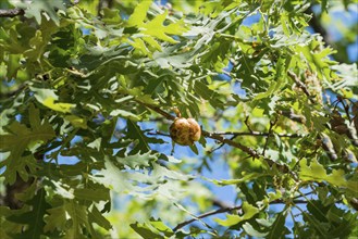 Detailed branch with green foliage and sunlight in the background, gall on an oak tree caused by a