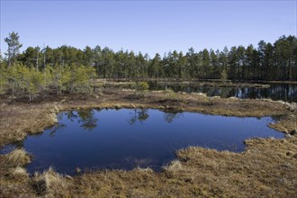 Bog lake in Sweden, lake, bog, landscape, Scandinavia, bog lake, Knuthöjden, Höllefors, Sweden,