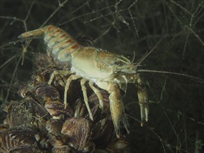 A crayfish (Faxonius limosus), American crayfish, invasive species, stands on a pile of mussels,