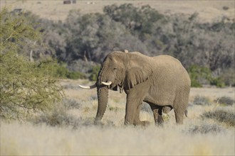 Desert elephant (Loxodonta africana) in the Ugab dry river, Damaraland, Kunene region, Namibia,