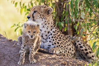 Cheetah (Acinonyx jubatus) female with a young cub in a shadow of a bush, Maasai Mara National