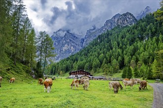 Alpine landscape with cows, Stubai Alps near Telfes and Fulpmes, high mountains of the Alps,