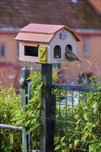 Cute bird house with house sparrow (Passer domesticus), Bergen, Vestland, Norway, Europe