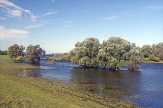 River landscape with trees in the water and a clear blue sky, old Elbe, Penkefitz, Wendland, Lower