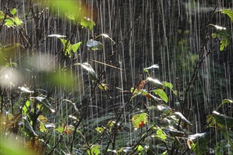 Watering the garden, early September, Germany, Europe