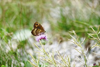 Scotch Argus (Erebia aethiops), August, Upper Bavaria, Germany, Europe