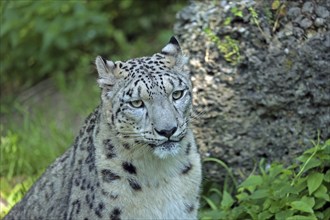 Snow leopard (Panthera uncia), captive