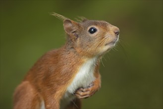 Red squirrel (Sciurus vulgaris) adult animal head portrait, England, United Kingdom, Europe