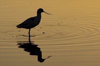 Pied avocet (Recurvirostra avosetta) adult wading bird silhouette standing in shallow water at