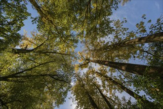 Poplars (Populus) in autumn leaves, Bavaria, Germany, Europe