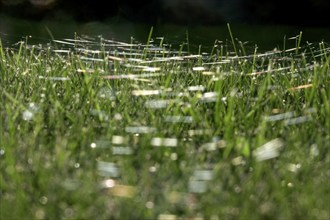 Meadow in October with spider webs, Saxony, Germany, Europe