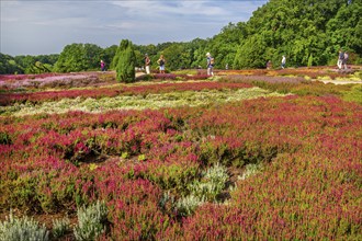 Heather garden with many varieties of heather from all over the world, Schneverdingen, Lüneburg