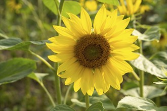 Flowering sunflower (Helianthus annuus), sunflower field, North Rhine-Westphalia, Germany, Europe