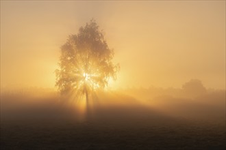 Silver birch (Betula pendula), morning mist, at sunrise, Lower Saxony, Germany, Europe