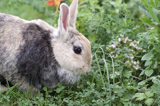 Rabbit (Oryctolagus cuniculus), portrait, flowers, outdoors, Easter, A cute rabbit looking for food