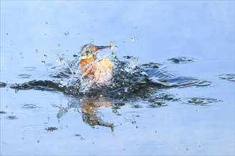 Common kingfisher (Alcedo atthis) flying out of the water after hunting fish, wildife, Catalonia,