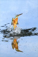 Common kingfisher (Alcedo atthis) flying out of the water after hunting fish, wildife, Catalonia,