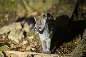 Common genet (Genetta genetta), wildlife in a forest, Montseny National Park, Catalonia, Spain,