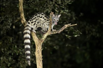 Common genet (Genetta genetta), climbing on a tree wildlife in a forest, Montseny National Park,