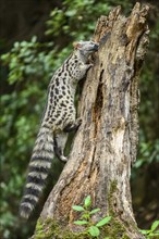 Common genet (Genetta genetta), climbing on a tree wildlife in a forest, Montseny National Park,