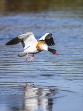 Common Shelduck, Tadorna tadorna bird in flight on water