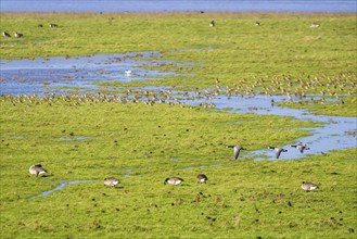 Barnacle Goose, Branta leucopsis, birds in flight over marshes at winter time