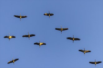 Ten cranes flying in regular formation in the sky, crane (Grus grus) wildlife, Western Pomerania