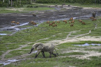 Forest elephants (Loxodonta cyclotis) and bongo antelopes (Tragelaphus eurycerus) in the Dzanga Bai