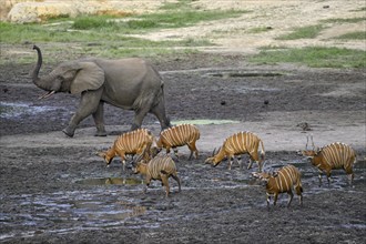 Forest elephant (Loxodonta cyclotis) and bongo antelope (Tragelaphus eurycerus) in the Dzanga Bai