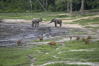 Forest elephants (Loxodonta cyclotis) and bongo antelopes (Tragelaphus eurycerus) in the Dzanga Bai