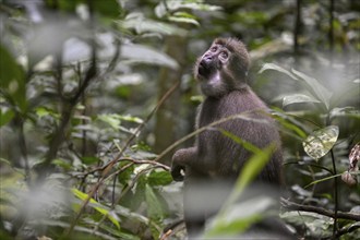 Olive mangabey (Cercocebus agilis) near the Baï-Hokou, Dzanga-Ndoki National Park, Unesco World