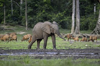 Forest elephant (Loxodonta cyclotis) and bongo antelope (Tragelaphus eurycerus) in the Dzanga Bai