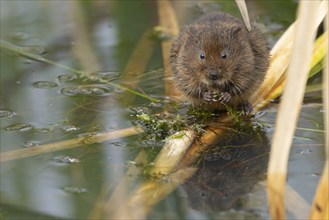 Water vole (Arvicola amphibius) adult rodent animal feeding on a pondweed leaf in a reedbed on a