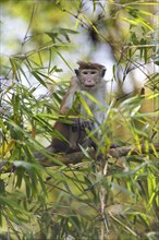 Ceylon hat monkey (Macaca sinica) on a bamboo by the Mahaweli River, Kandy, Central Province, Sri