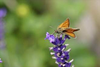 Large skipper (Ochlodes venatus), collecting nectar from a flower of Common lavender (Lavandula