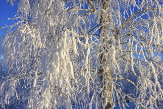 Snowy branches on a birch tree a sunny cold winter day