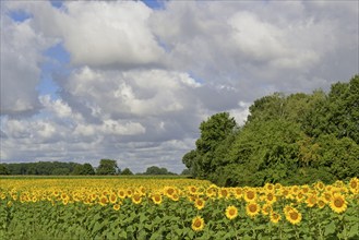 View of a sunflower field, sunflower (Helianthus annuus) in bloom, blue cloudy sky, North