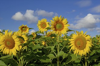 Sunflowers (Helianthus annuus) in bloom, sunflower field, blue cloudy sky, North Rhine-Westphalia,