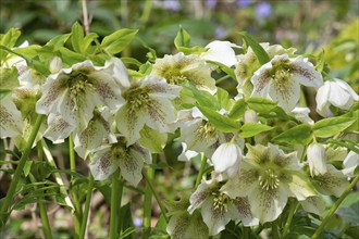 Oriental hellebore (Helleborus orientalis), Bavaria, Germany, Europe