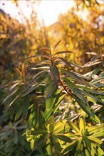 Green leaves in the warm light of the sunset, creating an autumn atmosphere, Nagold, Black Forest,