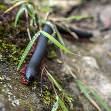 Tausendfüßer (Myriapoda), Machu Picchu, Cusco Region, Peru, South America