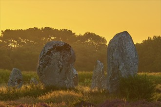 Neolithic menhirs, standing stones in Carnac with sunrise, Carnac, Quiberon, Morbihan, Brittany,