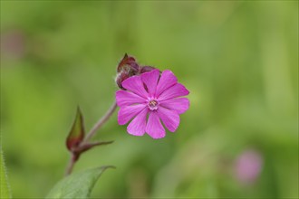 Red campion (Silene dioica), close-up of a flower in a meadow, Wilnsdorf, North Rhine-Westphalia,