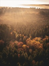 Morning light in autumn forest, golden light and fog create a calm and surreal atmosphere,